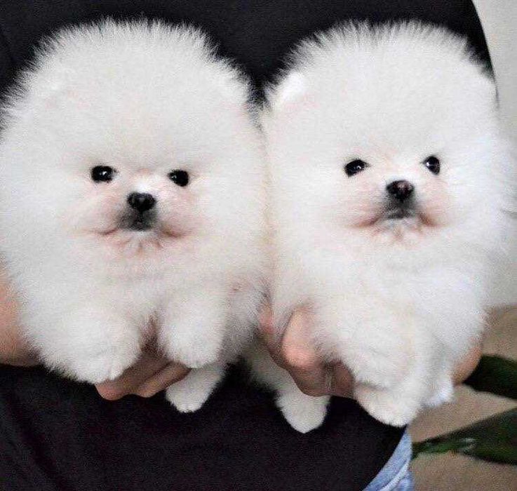 Щенки щпиц белые