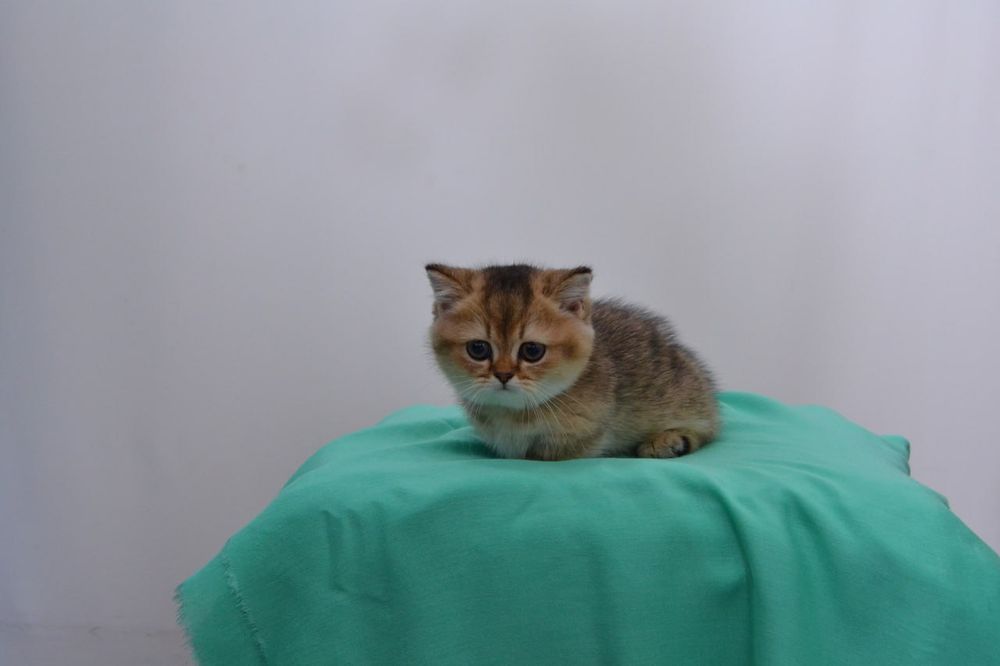 Скотиш килт(манчкин),девочка