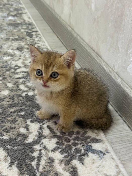 Золотая шиншила 1.5 месяца котенок договорная
