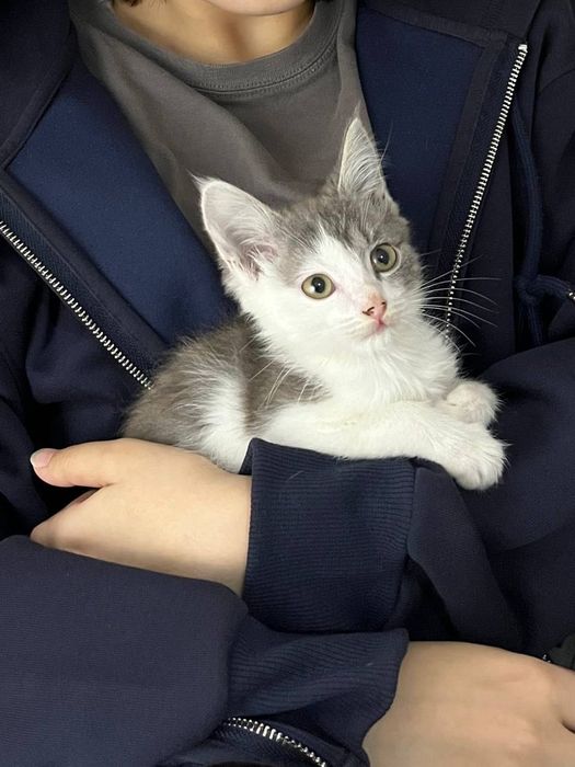 Продаю котенка, очень хороший