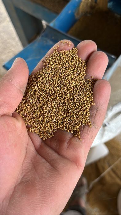 жоңышқа ұрық  (люцерна)