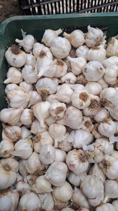 Vând usturoi romanesc . Izvoarele ,Teleorman