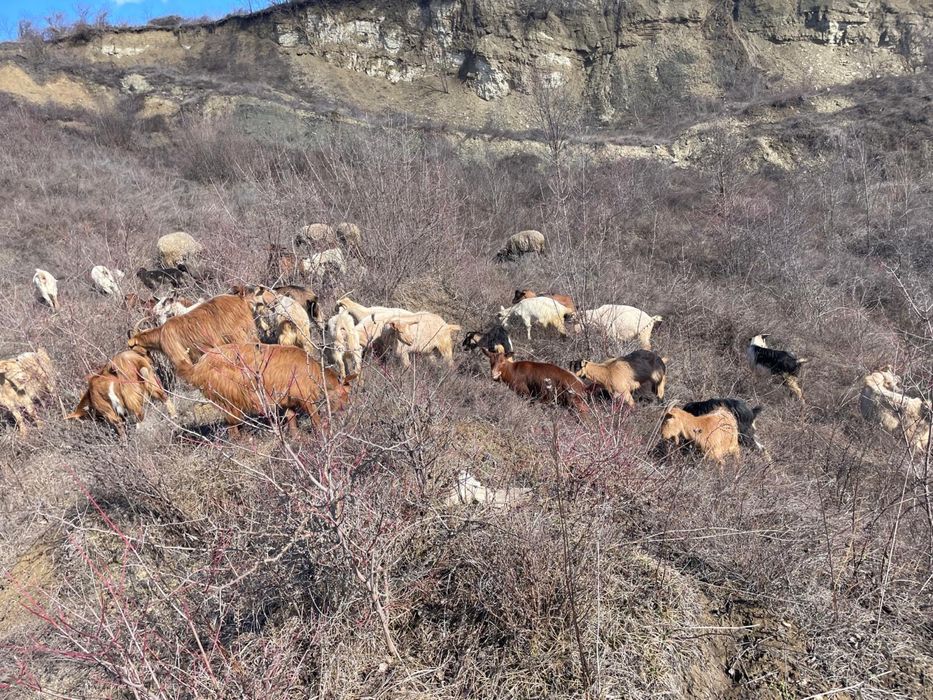 Capre de vânzare – bune de lapte, crescute la țară