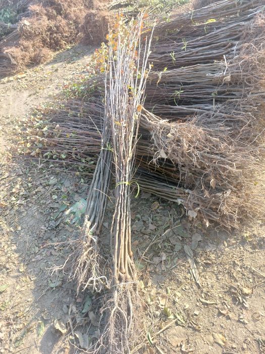 Mevali ko'chatlar bor. Olma Nok O'rik Shaftoli Gilos sotiladi