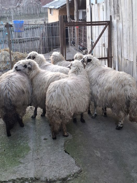 Vand 8 oi cu miel in burta