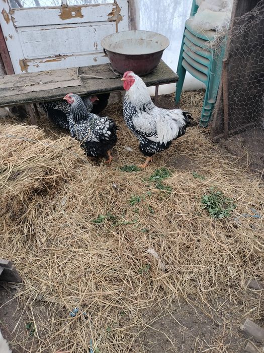 Wyandote argintiu ouă de vânzare