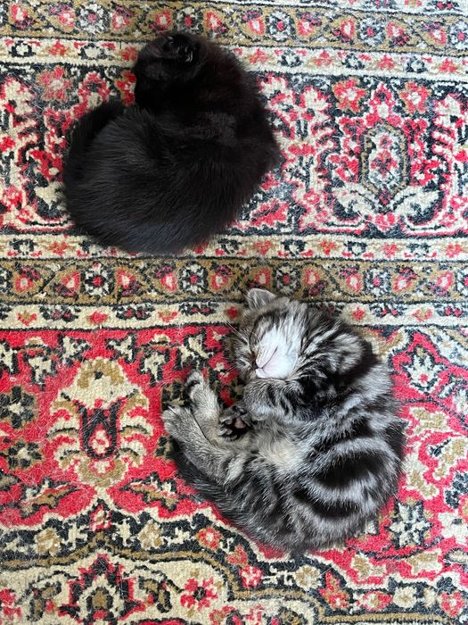 Продам вислоухих котят