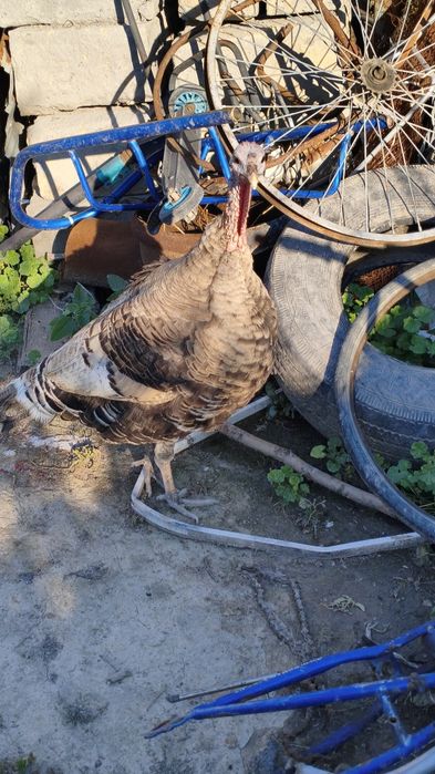 Продам индюшат с индюшками