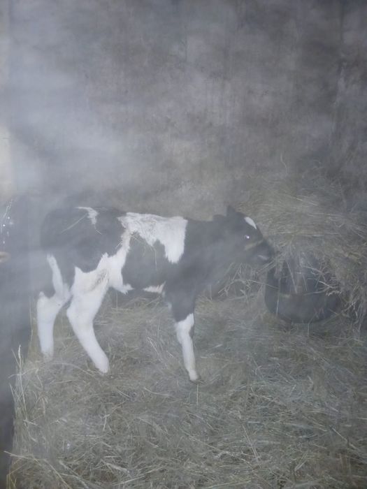 Продам теленка,телочка,10 дней