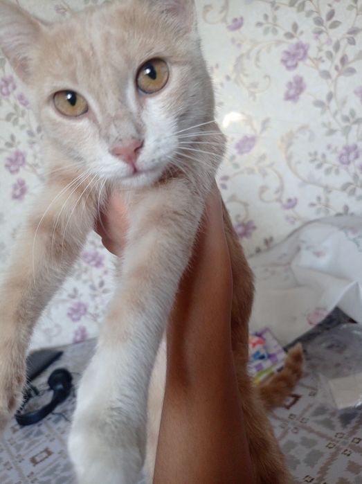 Отдаю котика даром