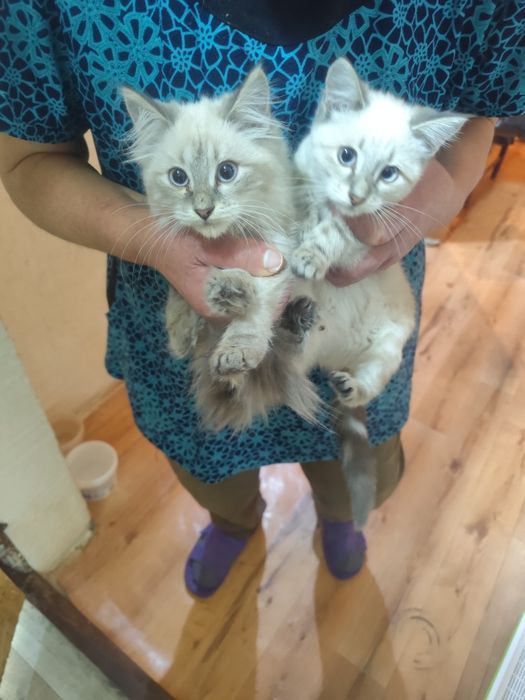 Котята   сиамские