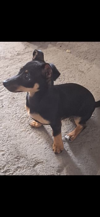 Спешно търси ДОМ! Подарявам!