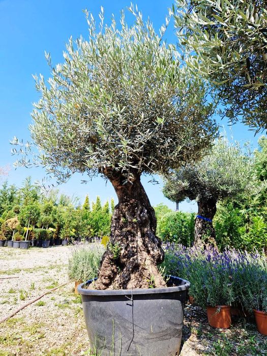 Plante Decorative