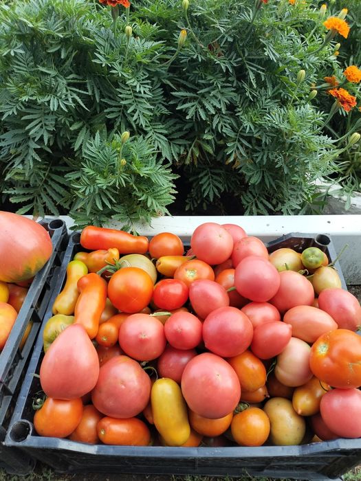 Продам дачные помидоры