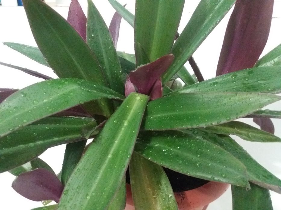 Комнатный цветок рэо