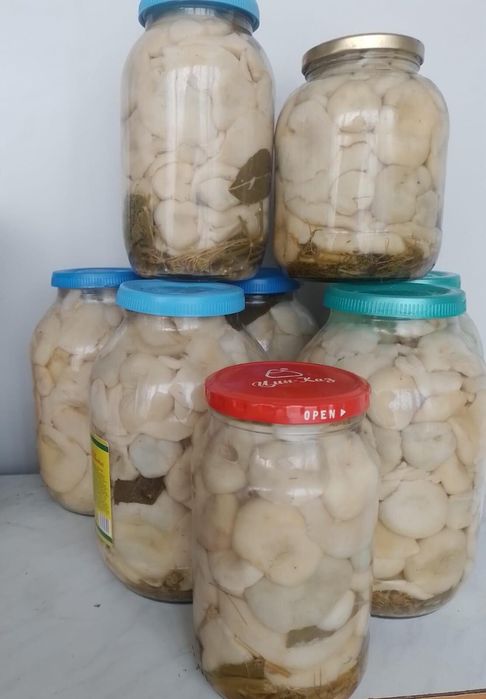Продам Грузди соленые