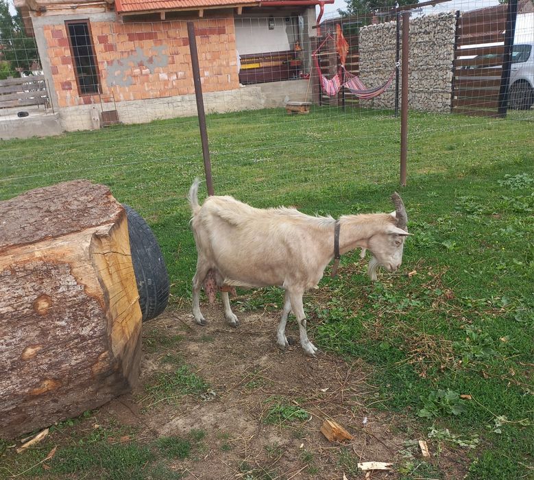 Vând capra cu 3 litri de lapte