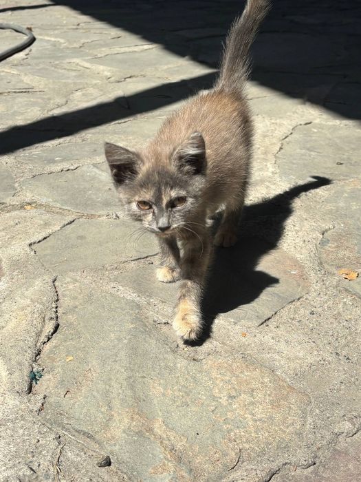 Отдам котенка в добрые руки < 3