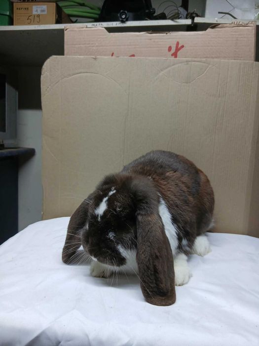 Vand iepuri rasa Berbec German