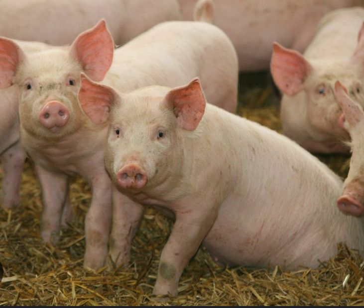 Куры поросята с доставкой до дома