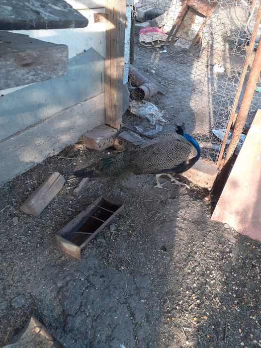 Pereche  pauni maturi.