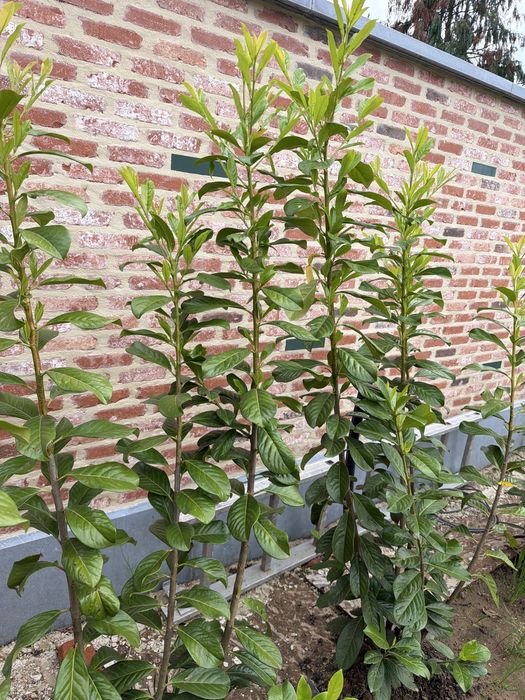 Vand Laur englezesc 150 cm