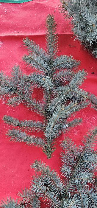 еловые ветки  голубой ели можевельника