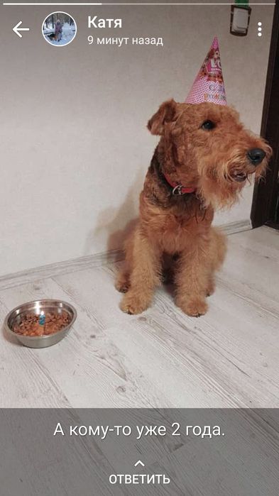 Эрдельтерьер вязка мальчик