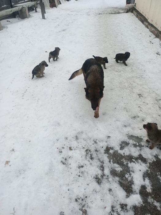 Щенки Бодрые красивые