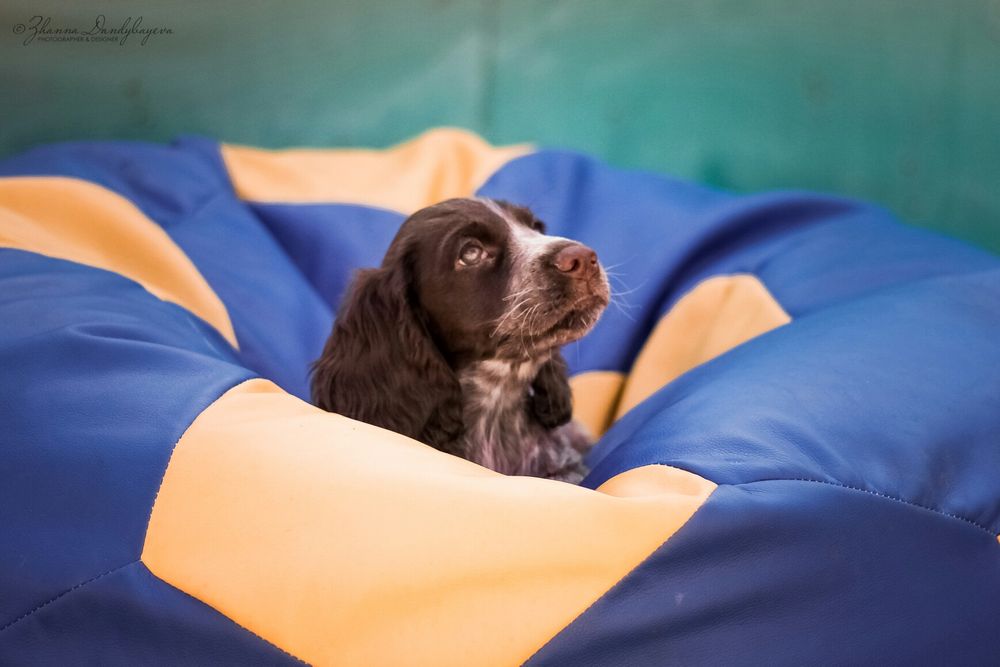 Спаниель Русский