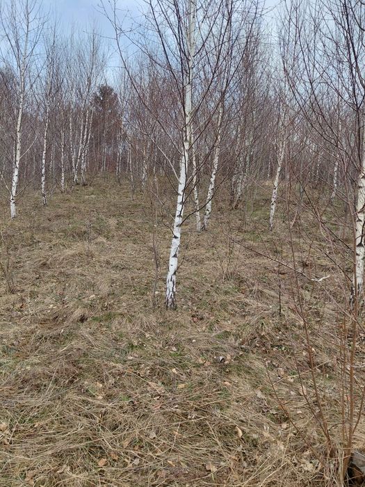 Mesteacan alb 3m - 7m livrare oriunde in tara fara avans