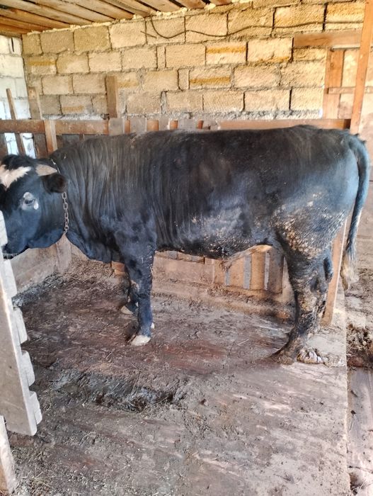 Бұқалар сатылады