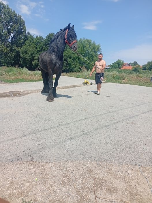 Vand//și de monta