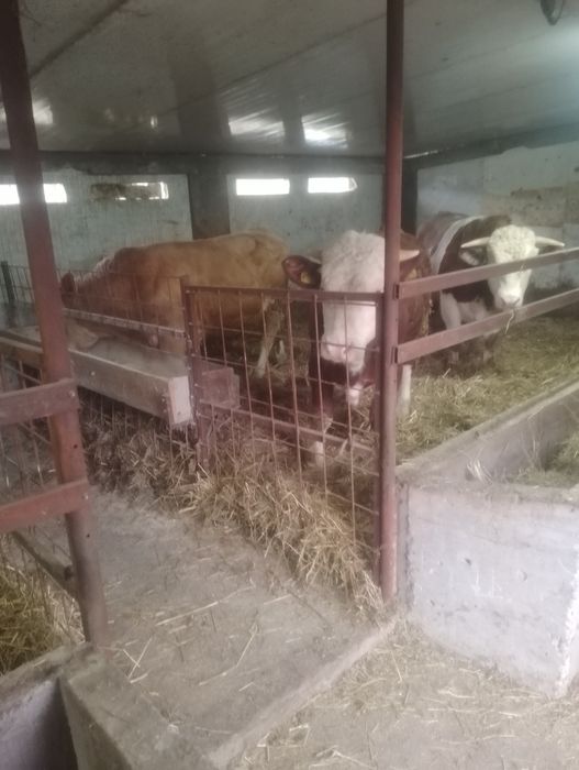 Vind viței între 300 și 800 kg