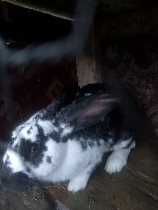 Vând iepuroaica uriaș german!