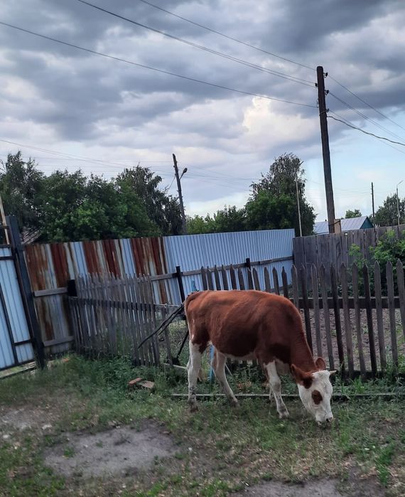 Семіз қара малдар сатылады