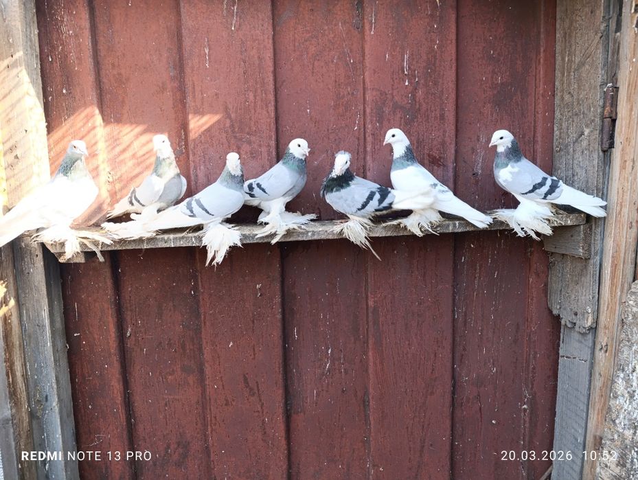Голуби моздокские сизолысые