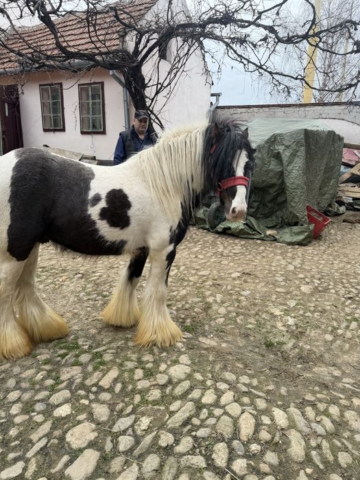 Gipsy Vanner 1,20m