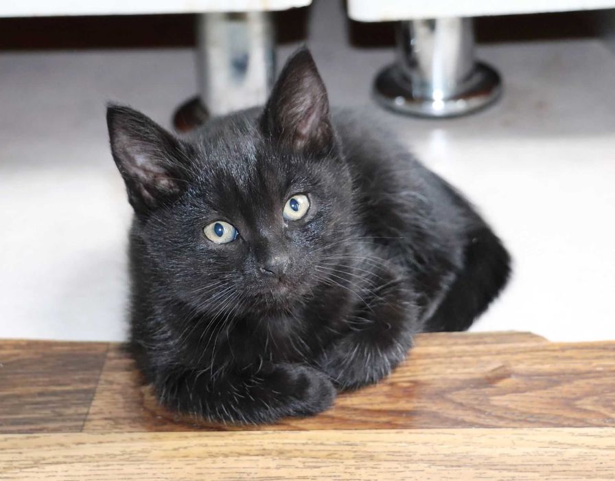 котенок домашний в хорошие руки