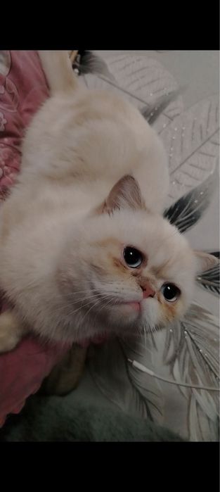 Персиян экзотик пышык сотылады тоза зотли