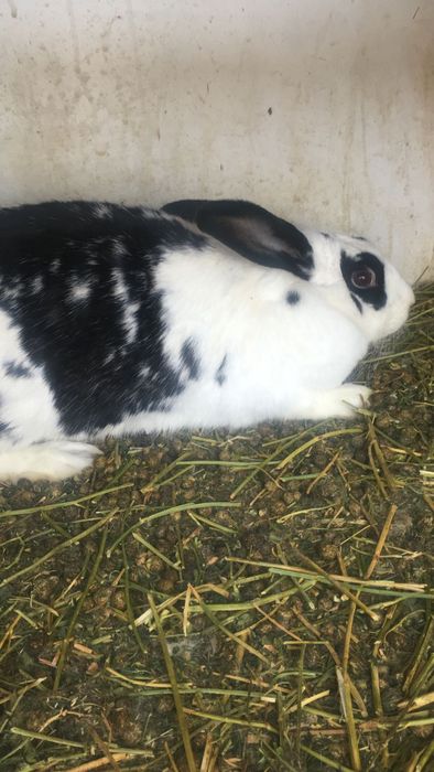 Кралихи великаны прадам