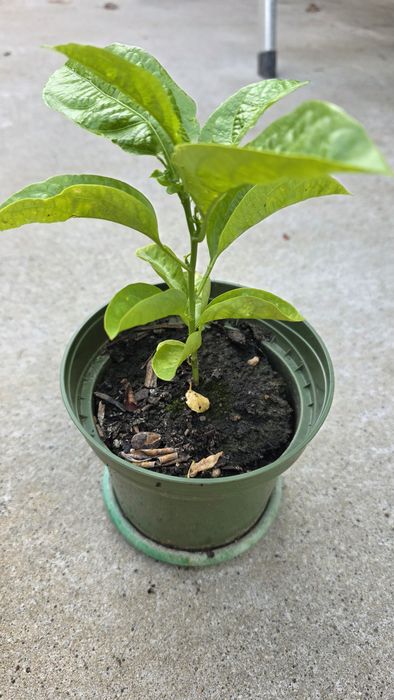 Physalis , papaya si fructul pasiunii