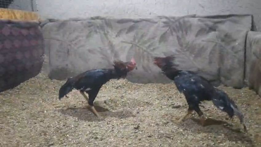 Дакан бойцовая птица