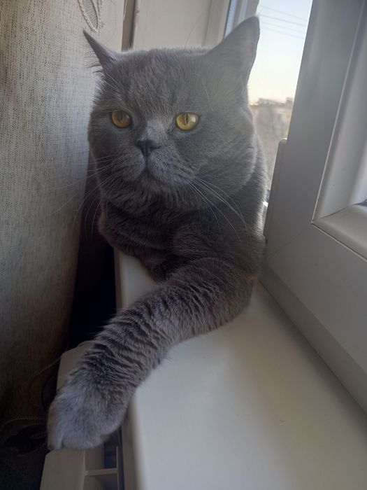 Продается Скоттиш страйт