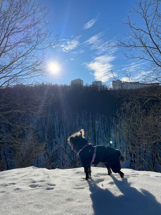 Выгул собак и зооняня