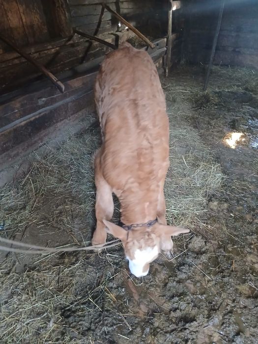 Vând vaca cu vitea