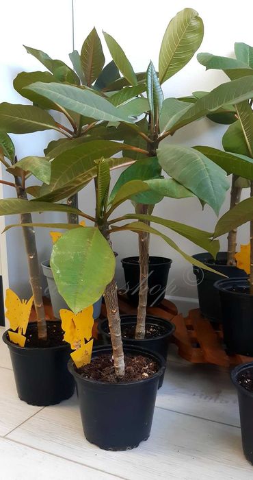 Planta Plumeria Frangipani Rubra