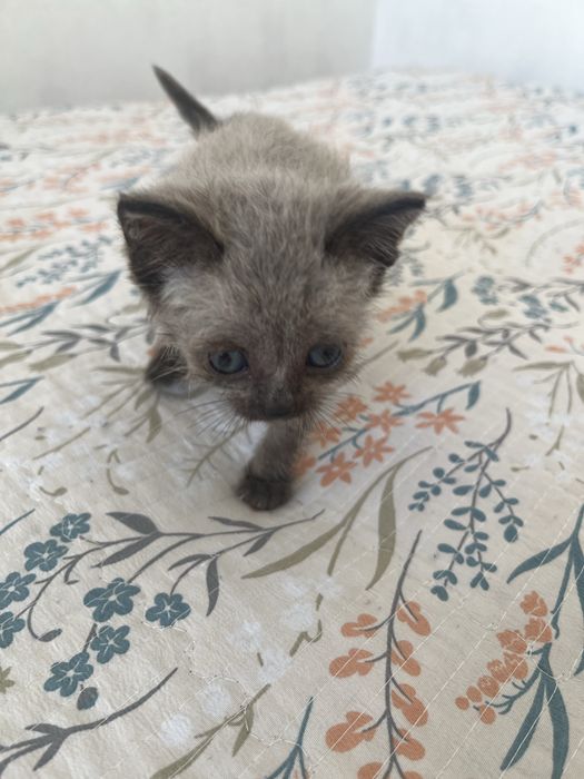 Котенок в добрые руки бесплатно