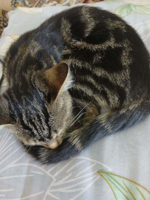 Bengal mushuk zotdor. Aqlli, uyinqaroq.