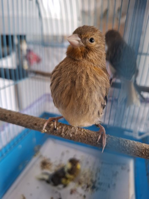 Canari de cantec tineri 2026